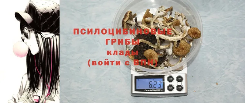 Галлюциногенные грибы Cubensis  Гурьевск 